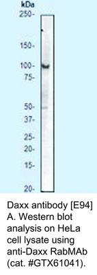 Daxx antibody [E94], GeneTex