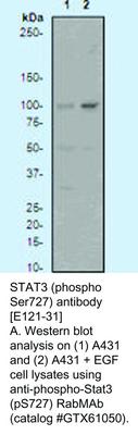 STAT3 (phospho Ser727) antibody [E121-31], GeneTex