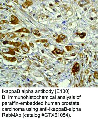 IkappaB alpha antibody [E130], GeneTex