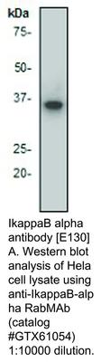 IkappaB alpha antibody [E130], GeneTex