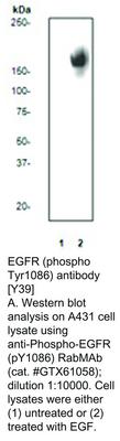 EGFR (phospho Tyr1086) antibody [Y39], GeneTex