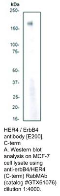 HER4 / ErbB4 antibody [E200], C-term, GeneTex