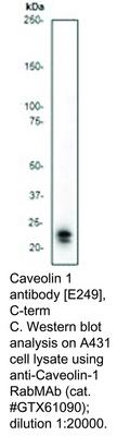 Caveolin 1 antibody [E249], C-term, GeneTex