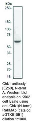 Chk1 antibody [E250], N-term, GeneTex