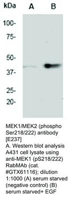 MEK1/MEK2 (phospho Ser218/222) antibody [E237], GeneTex