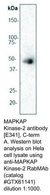 RB MAB TO MAPKAP KINASE-2