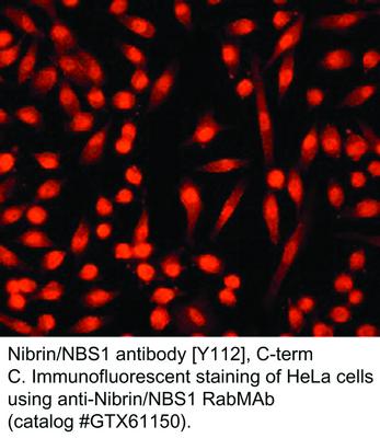 Nibrin/NBS1 antibody [Y112], C-term, GeneTex