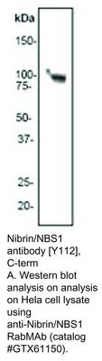 Nibrin/NBS1 antibody [Y112], C-term, GeneTex