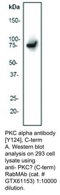 PKC alpha antibody [Y124], C-term, GeneTex