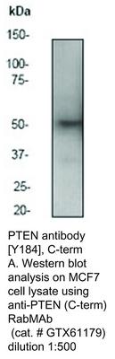 PTEN antibody [Y184], C-term, GeneTex