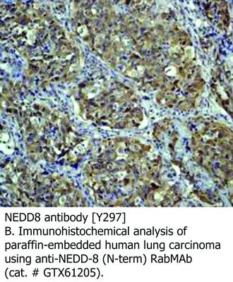 NEDD8 antibody [Y297], GeneTex