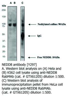 NEDD8 antibody [Y297], GeneTex