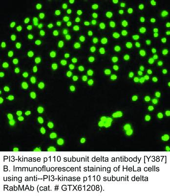 PI3-kinase p110 subunit delta antibody [Y387], GeneTex