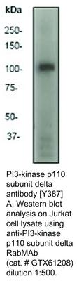 PI3-kinase p110 subunit delta antibody [Y387], GeneTex