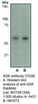 SGK antibody [Y238], GeneTex