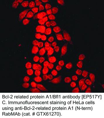 Bcl-2 related protein A1/Bfl1 antibody [EP517Y], GeneTex