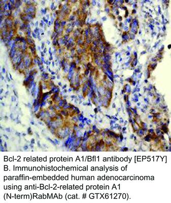 Bcl-2 related protein A1/Bfl1 antibody [EP517Y], GeneTex