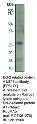 Bcl-2 related protein A1/Bfl1 antibody [EP517Y], GeneTex