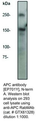 APC antibody [EP701Y], N-term, GeneTex