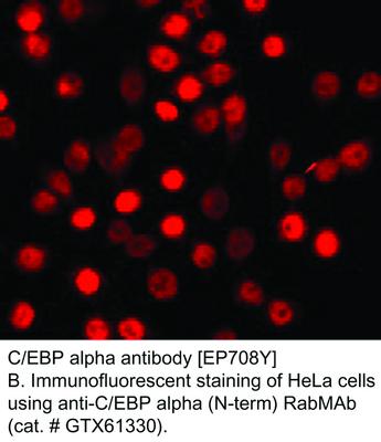 C/EBP alpha antibody [EP708Y], GeneTex