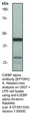 C/EBP alpha antibody [EP708Y], GeneTex