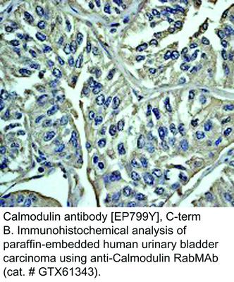 Calmodulin antibody [EP799Y], C-term, GeneTex