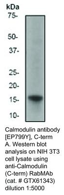 Calmodulin antibody [EP799Y], C-term, GeneTex