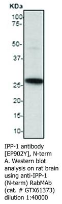 IPP-1 antibody [EP902Y], N-term, GeneTex