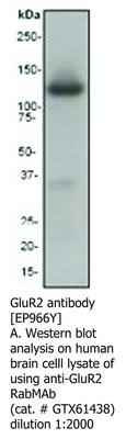 GluR2 antibody [EP966Y], GeneTex