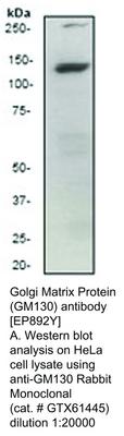 Golgi Matrix Protein (GM130) antibody [EP892Y], GeneTex