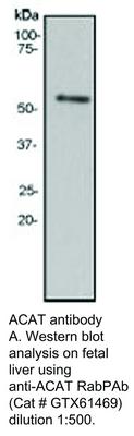 ACAT antibody, GeneTex