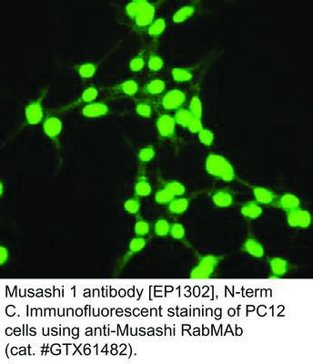 Musashi 1 antibody [EP1302], N-term, GeneTex