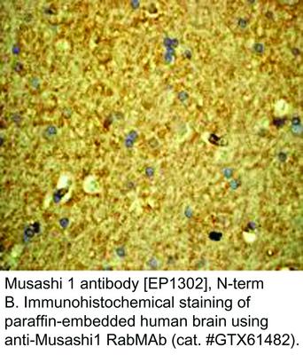 Musashi 1 antibody [EP1302], N-term, GeneTex