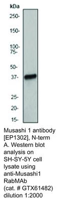 Musashi 1 antibody [EP1302], N-term, GeneTex