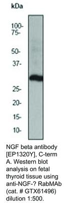 NGF beta antibody [EP1320Y], C-term, GeneTex