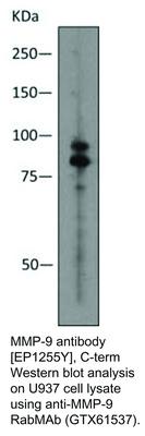 MMP-9 antibody [EP1255Y], C-term, GeneTex