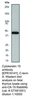 Cytokeratin 15 antibody [EPR1614Y], C-term, GeneTex