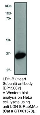 LDH-B (Heart Subunit) antibody [EP1566Y], GeneTex