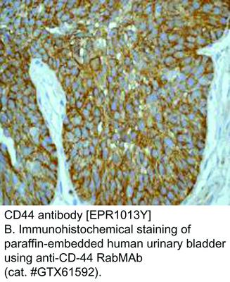 CD44 antibody [EPR1013Y], GeneTex