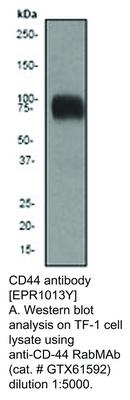 CD44 antibody [EPR1013Y], GeneTex