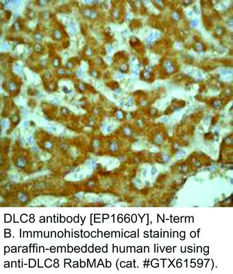 DLC8 antibody [EP1660Y], N-term, GeneTex