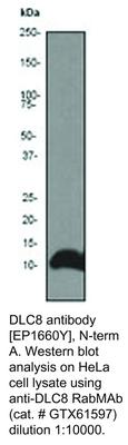 DLC8 antibody [EP1660Y], N-term, GeneTex