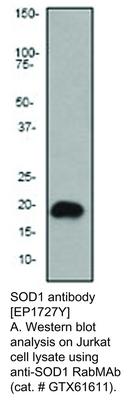 SOD1 antibody [EP1727Y], GeneTex