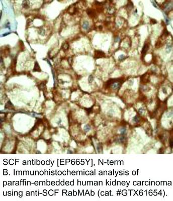 SCF antibody [EP665Y], N-term, GeneTex