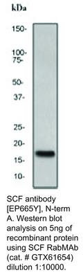 SCF antibody [EP665Y], N-term, GeneTex