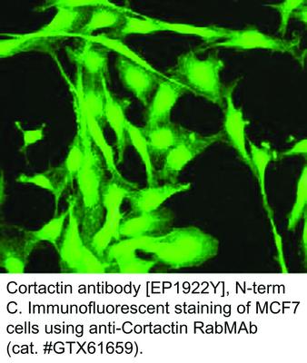 Cortactin antibody [EP1922Y], N-term, GeneTex