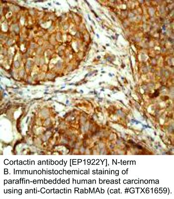 Cortactin antibody [EP1922Y], N-term, GeneTex