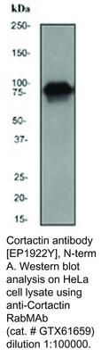 Cortactin antibody [EP1922Y], N-term, GeneTex