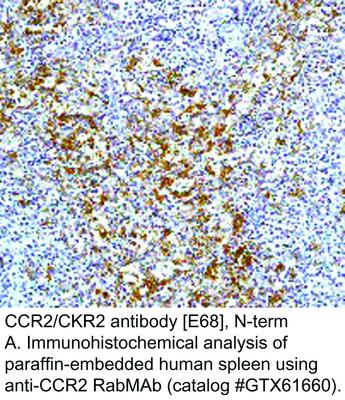 CCR2/CKR2 antibody [E68], N-term, GeneTex