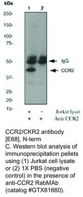 CCR2/CKR2 antibody [E68], N-term, GeneTex